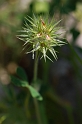0279 Trifolium stellatum